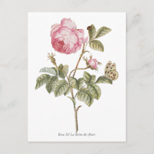 Botanische Vintage Rosa Rose Postkarte