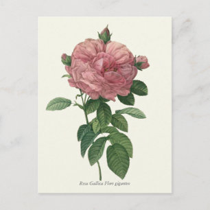 Botanische Vintage Rosa Rose Postkarte