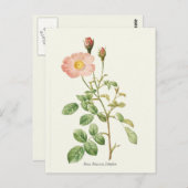 Botanische Vintage Rosa Rose Postkarte (Vorne/Hinten)