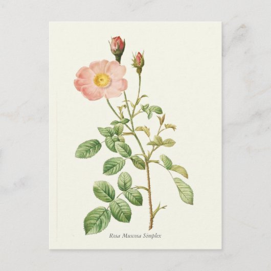 Botanische Vintage Rosa Rose Postkarte (Vorderseite)