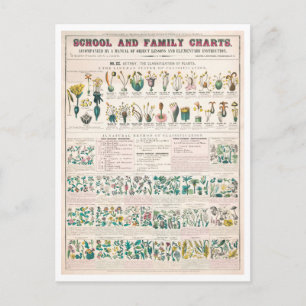 Botanische Vintage-Tafel: Klassifizierung von Pfla Postkarte