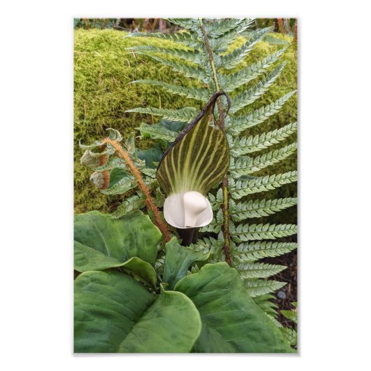 Botanische Waldflora Fotodruck (Vorne)