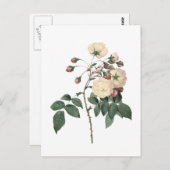Botanische Weiße Rose Postkarte (Vorne/Hinten)