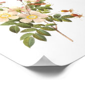 Botanische Weißrosen Poster (Ecke)