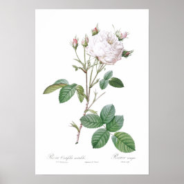 BOTANISCHE "WHITE CABBAGE ROSE" REDOUTÉ POSTER