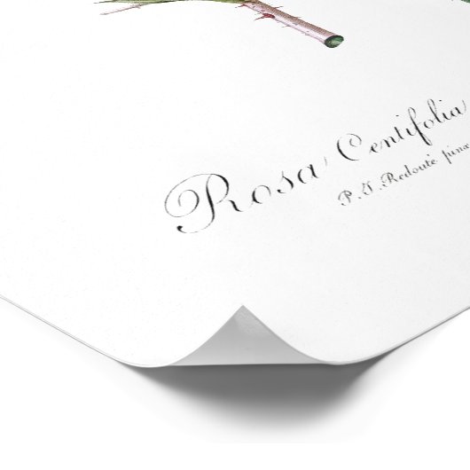 BOTANISCHE "WHITE CABBAGE ROSE" REDOUTÉ POSTER (Ecke)