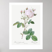 BOTANISCHE "WHITE CABBAGE ROSE" REDOUTÉ POSTER (Vorne)