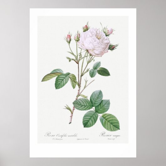 BOTANISCHE "WHITE CABBAGE ROSE" REDOUTÉ POSTER (Vorne)
