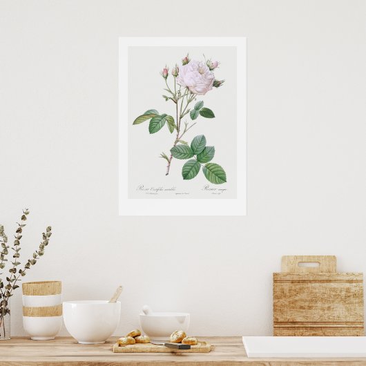 BOTANISCHE "WHITE CABBAGE ROSE" REDOUTÉ POSTER (Küche)