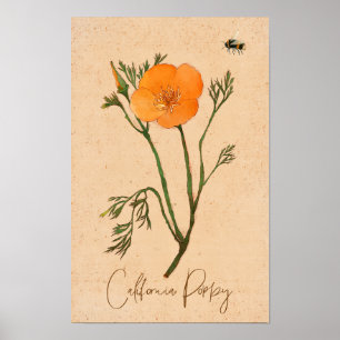 Botanische Wildblume California Poppy Orange Poster