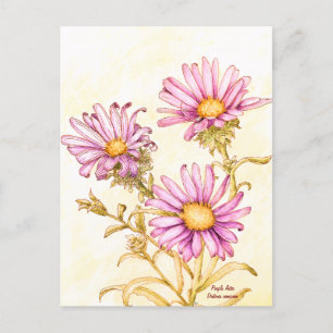 Botanische Wildblumen-Aquarell-Aster Postkarte