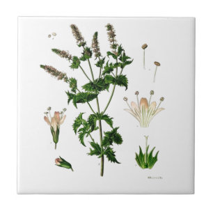 Botanische Zeichnung von Grüner Minze Fliese