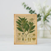 Botanischer Ausdruck auf der alten Buchseite Postkarte (Stehend Vorderseite)