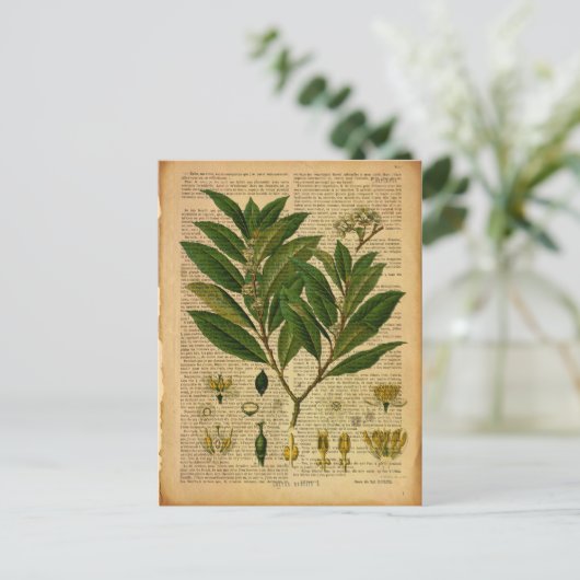 Botanischer Ausdruck auf der alten Buchseite Postkarte (Stehend Vorderseite)
