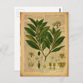 Botanischer Ausdruck auf der alten Buchseite Postkarte (Vorne/Hinten)