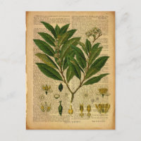 Botanischer Ausdruck auf der alten Buchseite