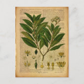 Botanischer Ausdruck auf der alten Buchseite Postkarte (Vorderseite)