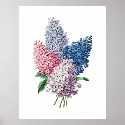 Botanischer Ausdruck LILACS Bouquet Poster (Vorne)