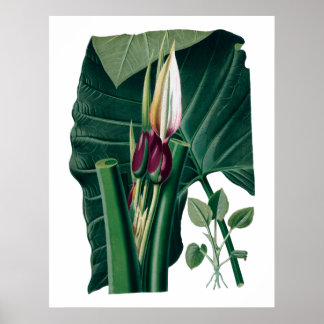 Botanischer Ausdruck tropischer großer Blätter Poster