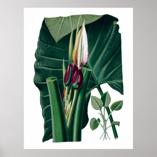 Botanischer Ausdruck tropischer großer Blätter Poster (Vorne)