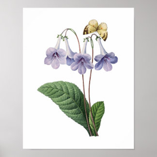 Botanischer Ausdruck von BLUE BELLS, Original von Poster