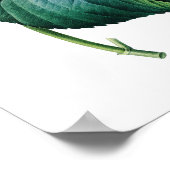 Botanischer Ausdruck von HYDRANGEA, Original von R Poster (Ecke)