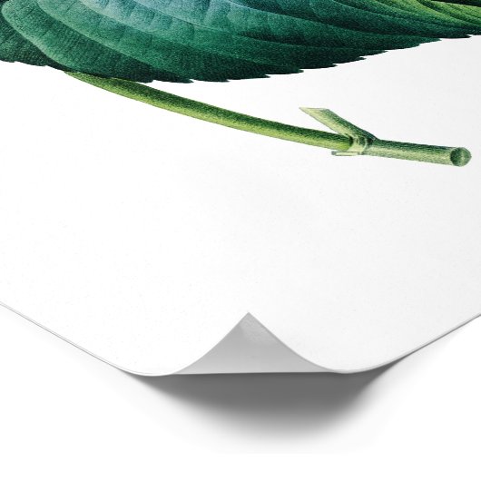 Botanischer Ausdruck von HYDRANGEA, Original von R Poster (Ecke)