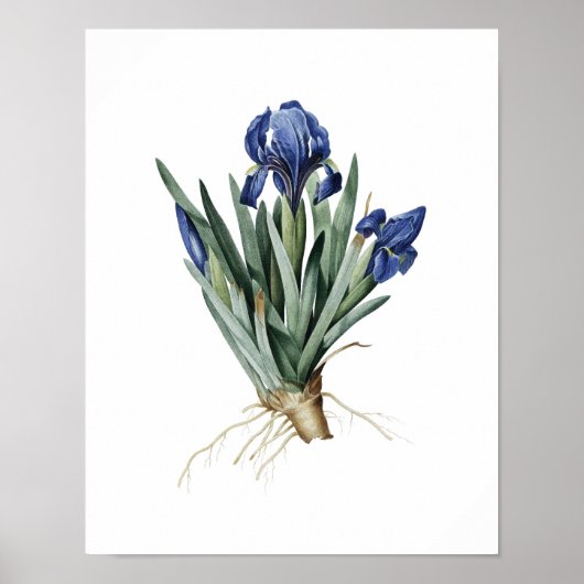 Botanischer Ausdruck von IRISES, Original von Redo Poster (Vorne)