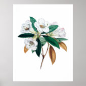 Botanischer Ausdruck von Rhododendron Poster (Vorne)