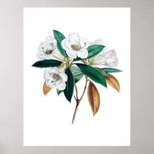 Botanischer Ausdruck von Rhododendron Poster