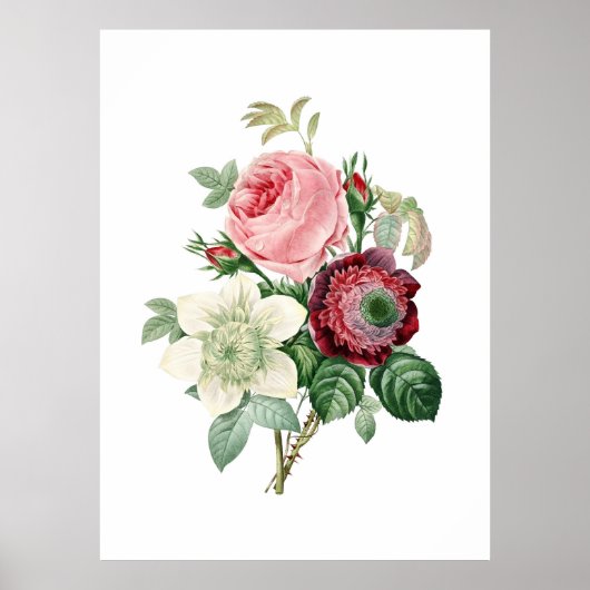 Botanischer Ausdruck von ROSE, originell von Redou Poster (Vorne)