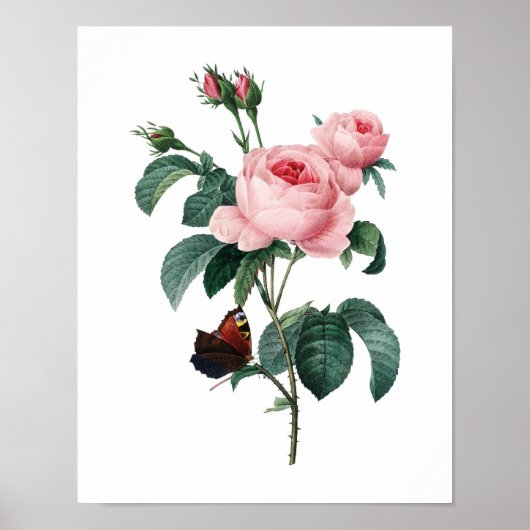 Botanischer Ausdruck von ROSE, originell von Redou Poster (Vorne)