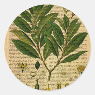 Botanischer Druck auf alter Buchseite Runder Aufkleber