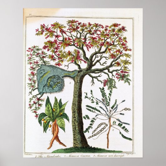 Botanischer Druck aus dem 18. Jahrhundert Poster (Vorne)