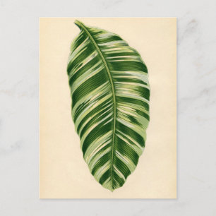 Botanischer Druck - Banane (musa vittata) Postkarte