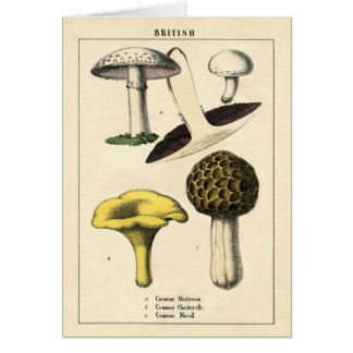 Botanischer Druck - britische Pilze u. Pilze