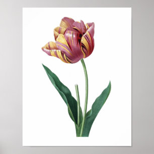 Botanischer Druck der TULPE-Vorlage durch Redoute Poster