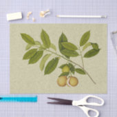 Botanischer Druck des Muskatnussbaums Seidenpapier (Handwerk)
