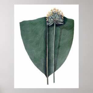 Botanischer Druck des tropischen großen Blätter Poster