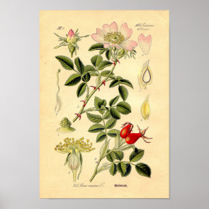 Botanischer Druck - HundeRose (Rosa Canina) Poster