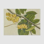 Botanischer Druck Lanzones Seidenpapier (Vorderseite)
