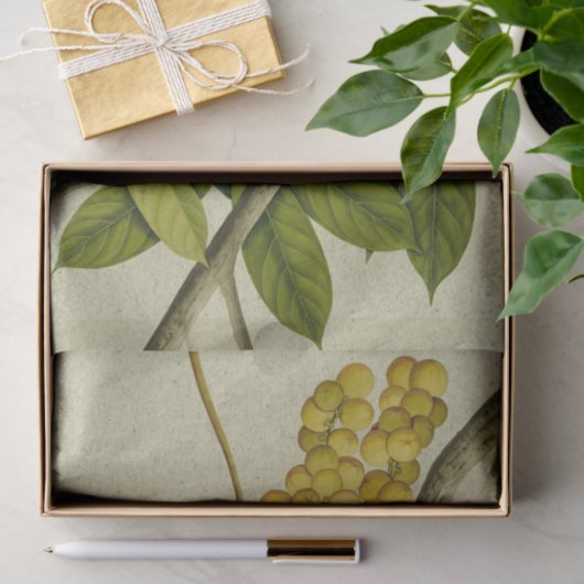 Botanischer Druck Lanzones Seidenpapier (Geschenk)