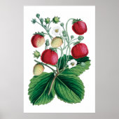 Botanischer Druck Poster (Vorne)
