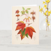 Botanischer Druck - Rotahorn (Acer Rubrum) Karte (Gelbe Blume)