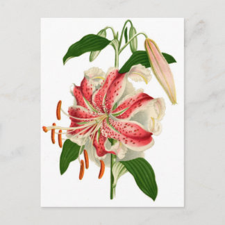 Botanischer Druck Rote Tigerlilie lancifolium rubr Postkarte