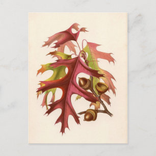 Botanischer Druck - Scharlach-Eiche (quercus cocci Postkarte