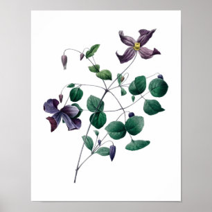 Botanischer Druck von CLEMATIS Original von Redout Poster