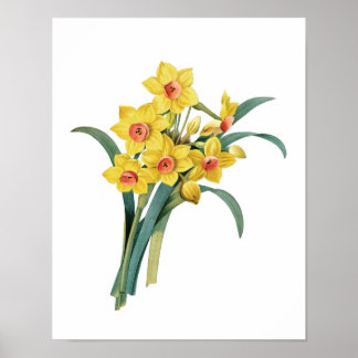 Botanischer Druck von DAFFODILS, Original von Redo Poster