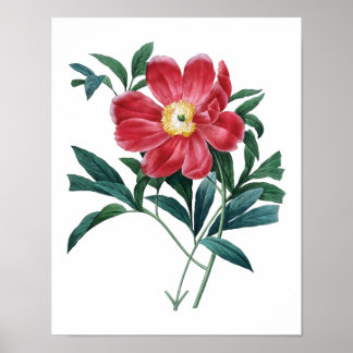 Botanischer Druck von PEONY Original von Redoute Poster