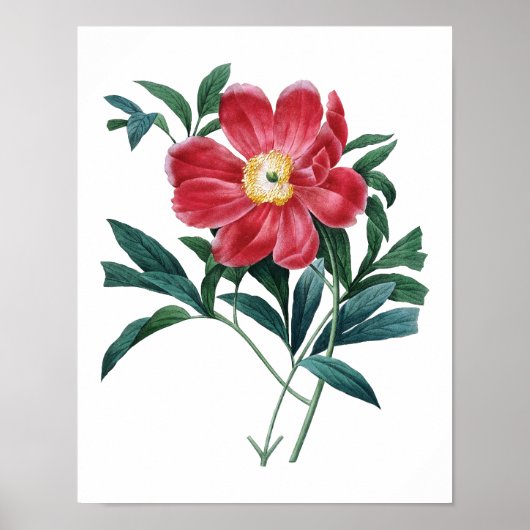 Botanischer Druck von PEONY Original von Redoute Poster (Vorne)